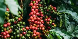 Is Keniaanse koffie Robusta of Arabica